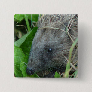 Hedgehog #1 15 cm square badge