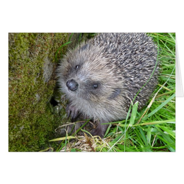 "Hedgehog (7)" (Front Horizontal)