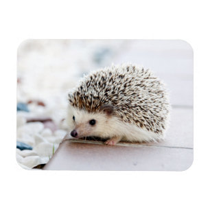 Hedgehog Baby Magnet