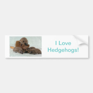 Hedgehog Bumper Sticker