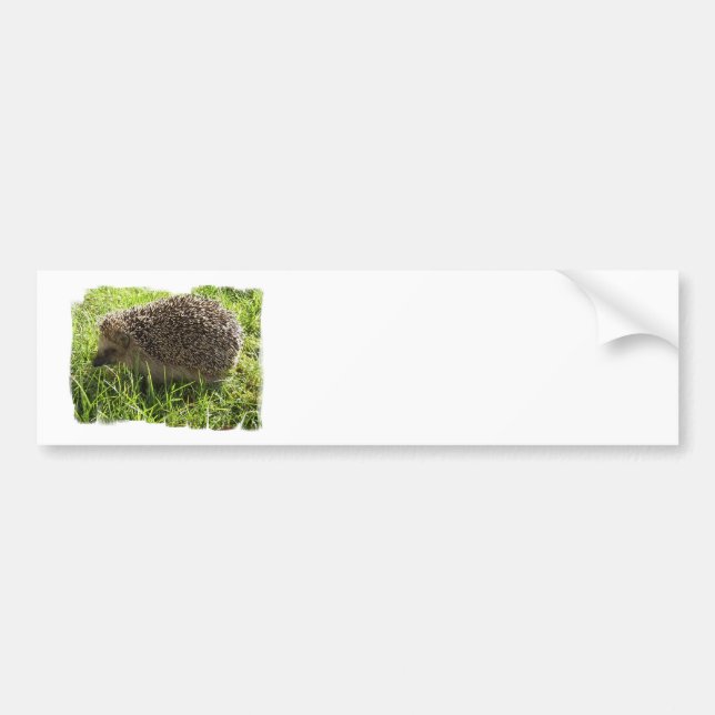 Hedgehog Bumper Stickers (Front)