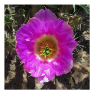 Hedgehog Cactus Flower Poster