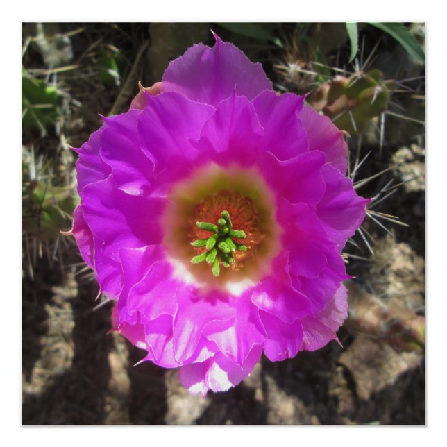 Hedgehog Cactus  Flower Poster (Front)