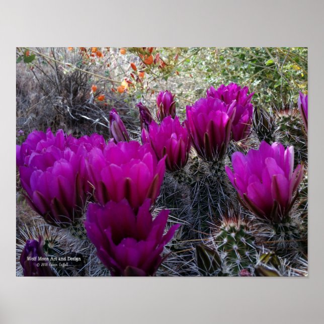 Hedgehog Cactus Magenta Flowers Arizona Southwest Poster (Front)