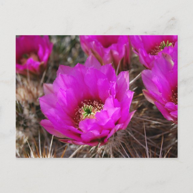 Hedgehog Cactus Postcard (Front)
