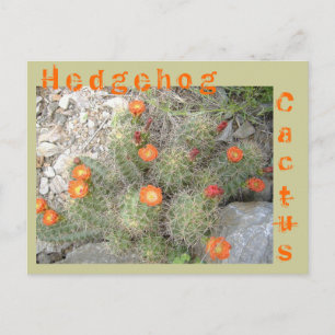 Hedgehog Cactus Postcard