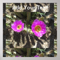 Hedgehog Cactus