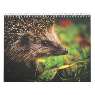 Hedgehog Calendar
