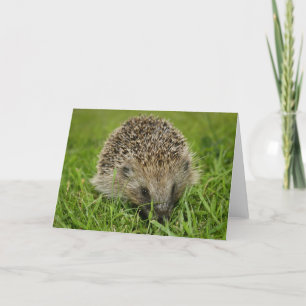 Hedgehog Card