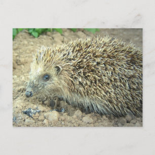 Hedgehog Care Postcard