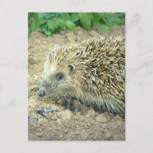 Hedgehog Care Postcards