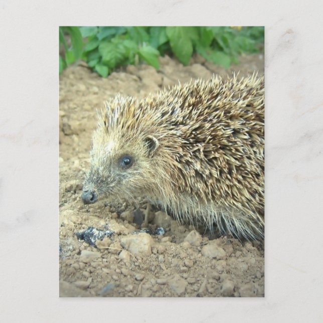 Hedgehog Care  Postcards (Front)