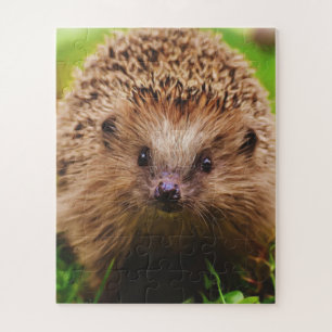 Hedgehog Curiously Exploring in Nature Jigsaw Puzzle