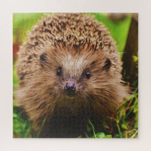 Hedgehog Curiously Exploring in Nature Jigsaw Puzzle