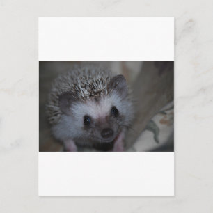 Hedgehog Face Postcard