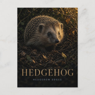 Hedgehog Hedgerow Edges Wildlife ANIMAL Postcard