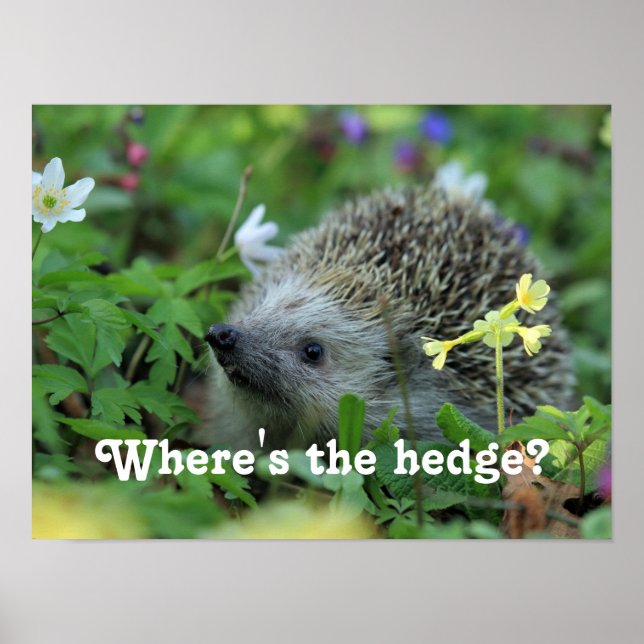 Hedgehog Humour Poster (Front)