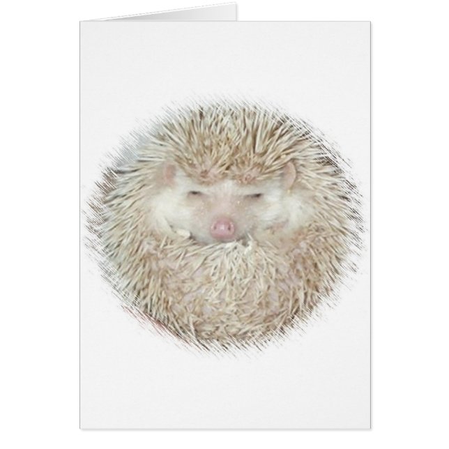 Hedgehog in a Ball (Front)