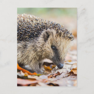 Hedgehog in autumn leaves postcard