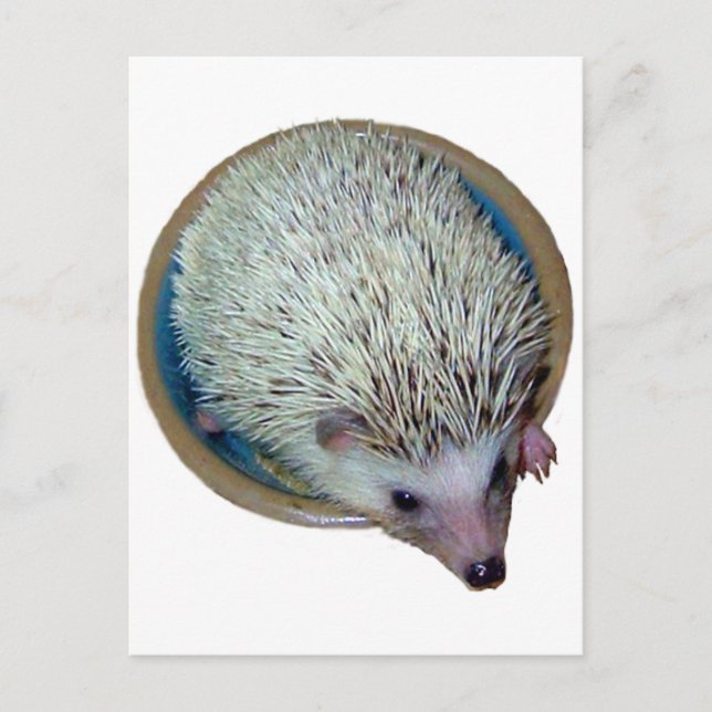 Hedgehog in Dish Postcard (Front)