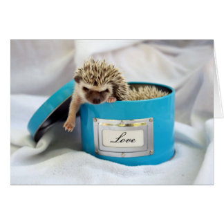 Hedgehog Love