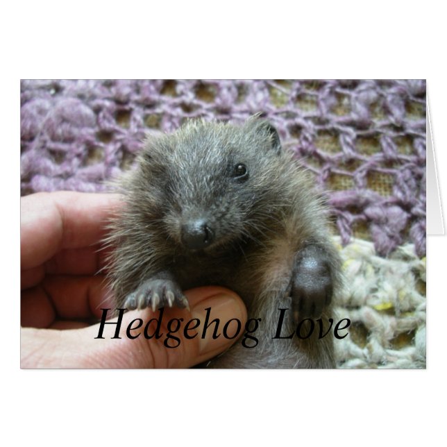 Hedgehog Love Card (Front Horizontal)