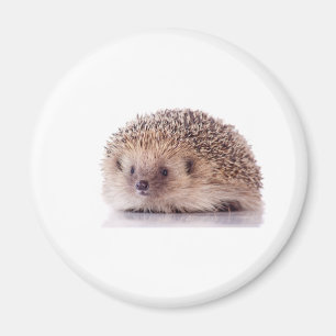 Hedgehog, Magnet