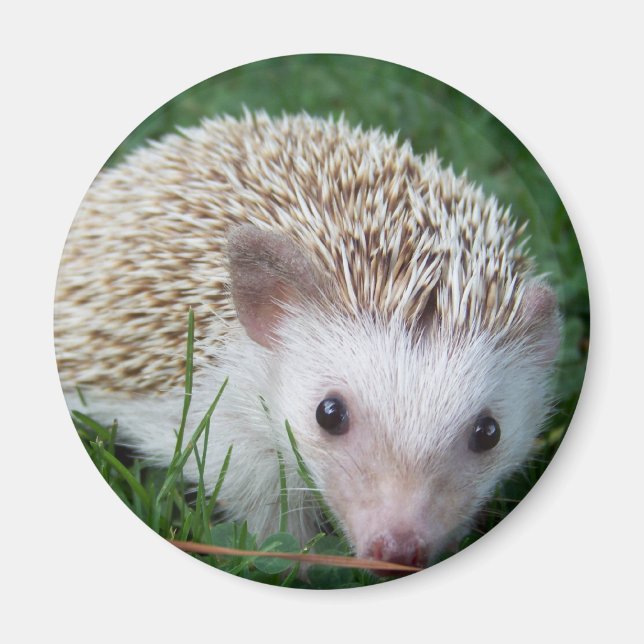 Hedgehog Magnet (Front)