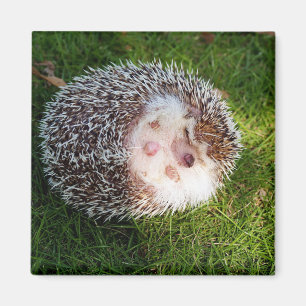hedgehog magnet