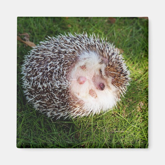 hedgehog magnet (Front)