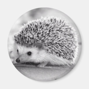 Hedgehog Magnet