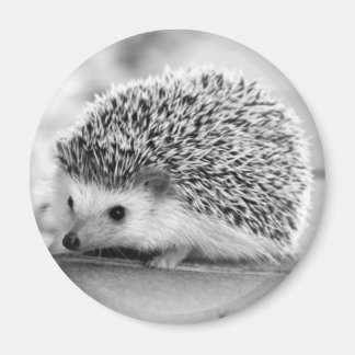 Hedgehog Magnet