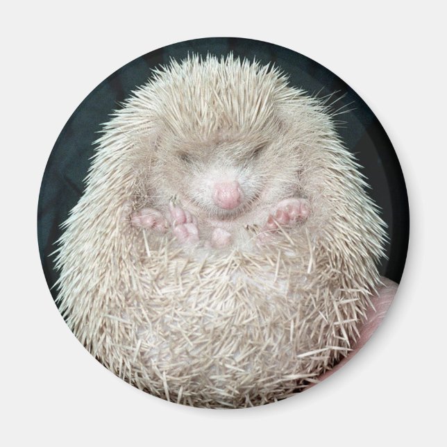 Hedgehog Magnet (Front)