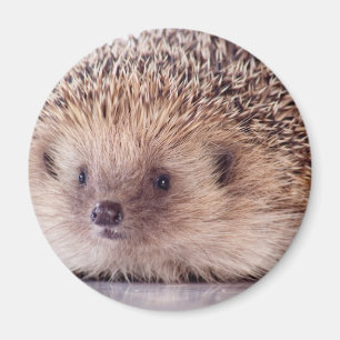 Hedgehog, Magnet