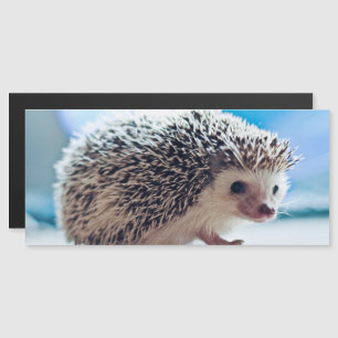 Hedgehog Magnetic Card