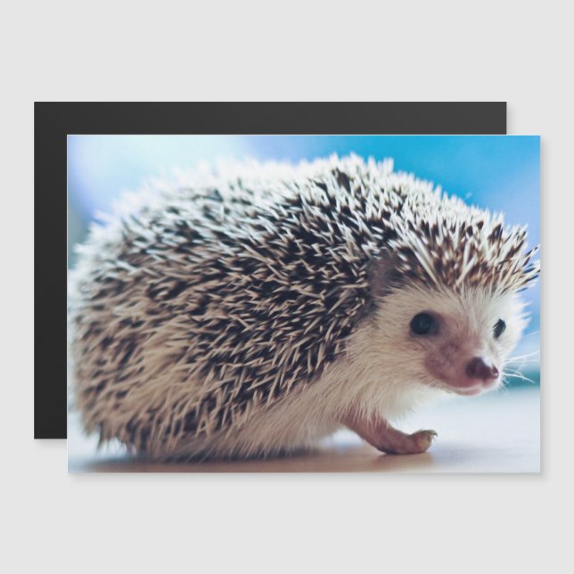 Hedgehog Magnetic Card (Front/Back)