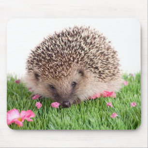 hedgehog, mouse pad
