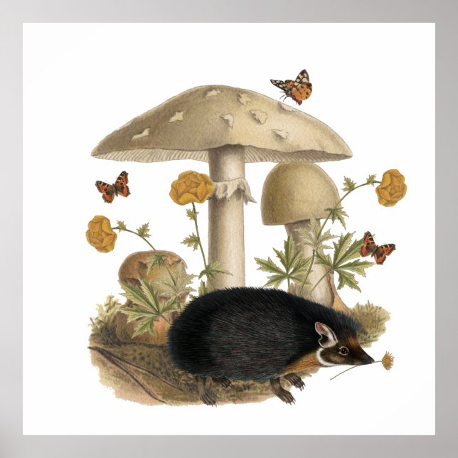 Hedgehog Mushroom Botanical Illustration Collage Poster (Front)