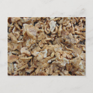 Hedgehog Mushrooms Postcard