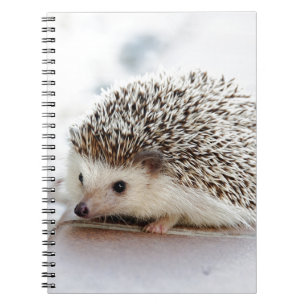 Hedgehog Notebook