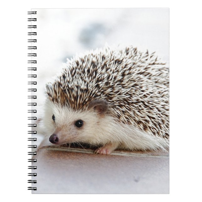 Hedgehog Notebook (Front)