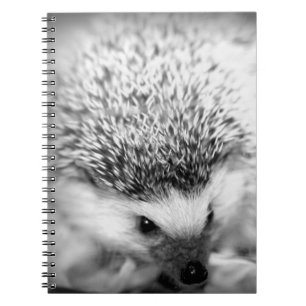 hedgehog notebook