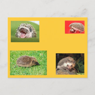 Hedgehog post card! very cute! postcard