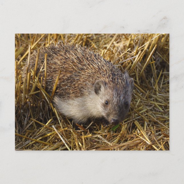 Hedgehog Postcard (Front)