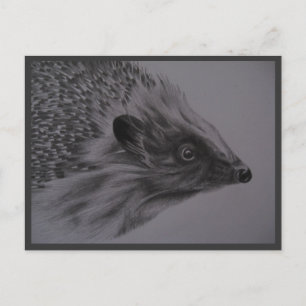 Hedgehog Postcard