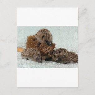 Hedgehog Postcard