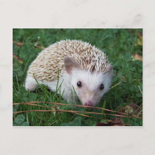 Hedgehog Postcard (Front)