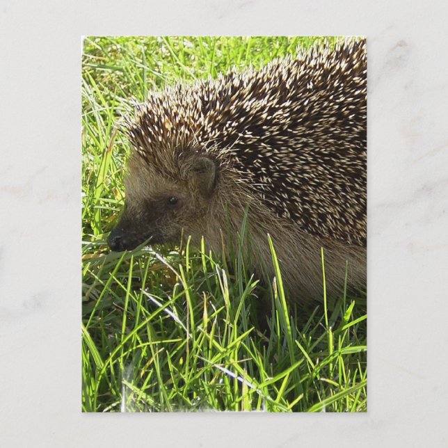 Hedgehog Postcard (Front)