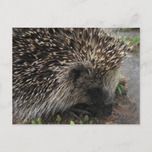 Hedgehog postcard