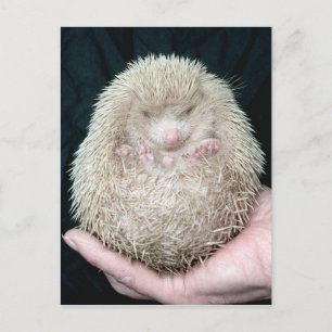 Hedgehog Postcard